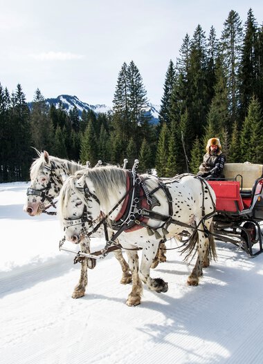 Zwei Ponys ziehen eine Pferdeschlitten-Kutsche durch eine verschneite Winterlandschaft, umgeben von dichten Tannen und Bergen im Hintergrund. | © Kleinwalsertal Tourismus eGen • Fotograf: Dominik Berchtold