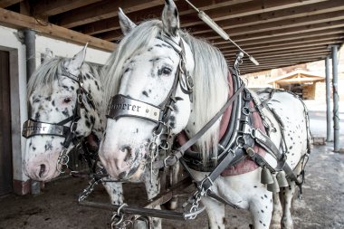 Drei Pferde mit schwarz-weißen Flecken, angebunden und in einem Unterstand, bereit für eine Kutschfahrt. | © Kleinwalsertal Tourismus eGen • Fotograf: Dominik Berchtold