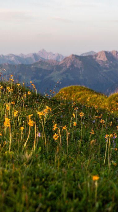 Bergwiese mit gelben Blumen im Vordergrund, im Hintergrund Berge und ein Himmel bei Sonnenuntergang. | © Kleinwalsertal Tourismus eGen • Fotograf: Erika Dürr