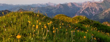 Bergwiese mit gelben Blumen im Vordergrund, im Hintergrund Berge und ein Himmel bei Sonnenuntergang. | © Kleinwalsertal Tourismus eGen • Fotograf: Erika Dürr