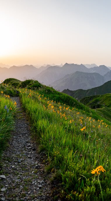 Wanderweg durch eine grüne Bergewiese mit blühenden Blumen, im Hintergrund bergen und Sonnenaufgang am Himmel. | © Kleinwalsertal Tourismus eGen • Fotograf: Erika Dürr
