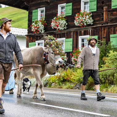 Zwei Männer bei einem Almabtrieb mit einem Ochsen, auf einer Straße vor einem traditionellen Haus mit Blumen, in den Alpen.