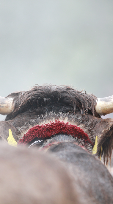 Rind mit großen Hörnern bei der Alpabtriebsfeier, im Hintergrund weitere Rinder. | © Kleinwalsertal Tourismus eGen • Fotograf: Frank Drechsel