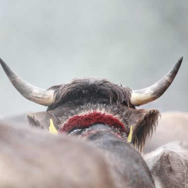 Rind mit großen Hörnern bei der Alpabtriebsfeier, im Hintergrund weitere Rinder. | © Kleinwalsertal Tourismus eGen • Fotograf: Frank Drechsel