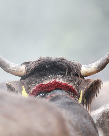 Rind mit großen Hörnern bei der Alpabtriebsfeier, im Hintergrund weitere Rinder. | © Kleinwalsertal Tourismus eGen • Fotograf: Frank Drechsel