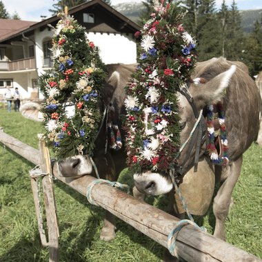 Zwei Kühe mit reichlich festlicher Blumenschmuck beim Alpabtrieb vor einem Haus, umgeben von anderen Kühen und einer schönen Berglandschaft. | © Kleinwalsertal Tourismus eGen • Fotograf: Frank Drechsel