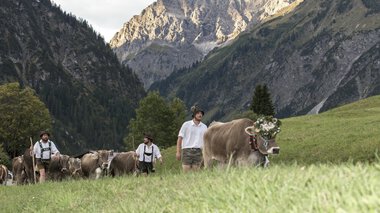 © Kleinwalsertal Tourismus eGen • Fotograf: Frank Drechsel Männer begleiten Kühe während des Almabtriebs in einer bergigen Landschaft mit hohen Bergen im Hintergrund. | © Kleinwalsertal Tourismus eGen • Fotograf: Frank Drechsel