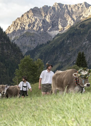 Männer begleiten Kühe während des Almabtriebs in einer bergigen Landschaft mit hohen Bergen im Hintergrund. | © Kleinwalsertal Tourismus eGen • Fotograf: Frank Drechsel