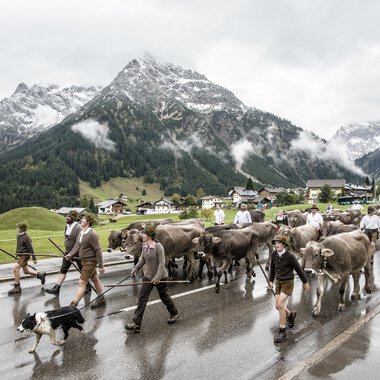 Herbstlicher Almbetrieb mit Kühen und Hirten bei regenreicher Wetterlage vor scenic mountain background. | © Kleinwalsertal Tourismus eGen • Fotograf: Frank Drechsel