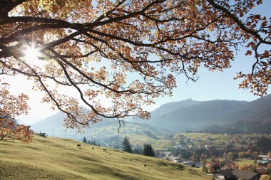 Herbstliche Landschaft am Ifen mit blühenden Bäumen, grüner Wiese und Bergen im Hintergrund, sonniger Himmel. | © Kleinwalsertal Tourismus eGen • Fotograf: Frank Drechsel