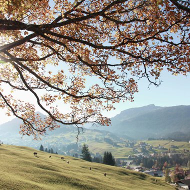 Herbstliche Landschaft am Ifen mit blühenden Bäumen, grüner Wiese und Bergen im Hintergrund, sonniger Himmel. | © Kleinwalsertal Tourismus eGen • Fotograf: Frank Drechsel