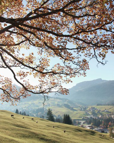 Herbstliche Landschaft am Ifen mit blühenden Bäumen, grüner Wiese und Bergen im Hintergrund, sonniger Himmel. | © Kleinwalsertal Tourismus eGen • Fotograf: Frank Drechsel