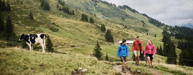 Drei Wanderer in bunter Kleidung wandern auf einem Waldweg in einer grünen Berghaleflade, eine Kuh steht auf dem Gras im Vordergrund. | © Kleinwalsertal Tourismus eGen • Fotograf: Oliver Farys
