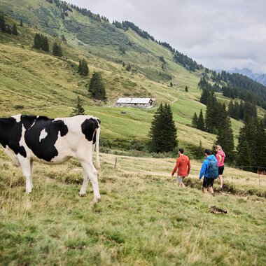 Four hikers walk through a green mountain landscape with meadows and fir trees under a cloudy sky, with a cow in the foreground. | © Kleinwalsertal Tourismus eGen • Photographer: Oliver Farys