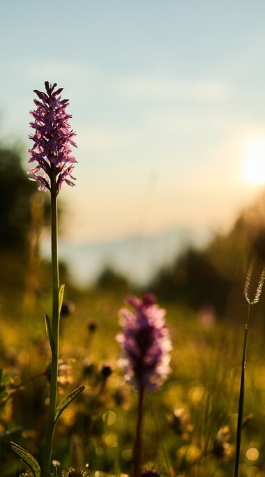 Flower meadow at sunrise in Kleinwalsertal with a clear view of nature, trees in the background, and a pale sky. | © Kleinwalsertal Tourismus eGen • Photographer: Oliver Farys
