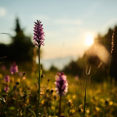 Flower meadow at sunrise in Kleinwalsertal with a clear view of nature, trees in the background, and a pale sky. | © Kleinwalsertal Tourismus eGen • Photographer: Oliver Farys