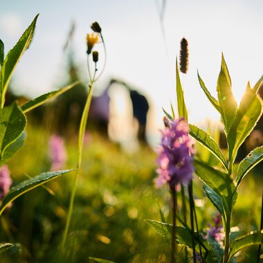 Flowers at sunrise during a hike in Kleinwalsertal, with a couple in the background enjoying the sunrise. | © Kleinwalsertal Tourismus eGen • Photographer: Oliver Farys