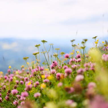 Bunte wildblumenreiche Wiese in den Bergen mit einem Himmel im Hintergrund, im Sommer. | © Kleinwalsertal Tourismus eGen • Fotograf: Oliver Farys