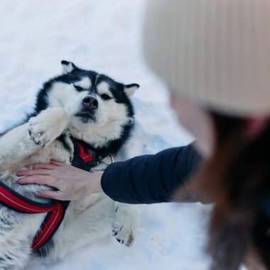 Ein kuscheliger Husky liegt im Schnee, während eine Person ihn streichelt. Es ist Winter im Kleinwalsertal. | © Kleinwalsertal Tourismus eGen • Fotograf: Oliver Farys