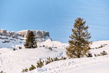 Winterszene im Skigebiet Ifen mit verschneiten Hängen, Bäumen und einer klaren blauen Himmel. | © Kleinwalsertal Tourismus eGen • Fotograf: Oliver Farys