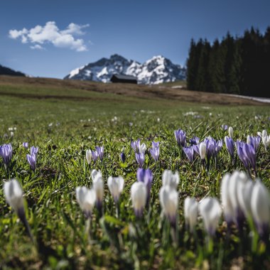 Bunte Frühlingsblumen im Vordergrund, mit Bergen und Himmel im Hintergrund, in einer grünen Landschaft. | © Kleinwalsertal Tourismus eGen • Fotograf: Robert Niederwolfsgruber