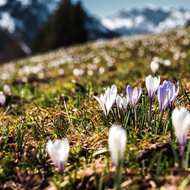 Bunte Frühlingblumen in einem bergigen Landschaftsfeld mit Bergen im Hintergrund. | © Kleinwalsertal Tourismus eGen • Fotograf: Robert Niederwolfsgruber