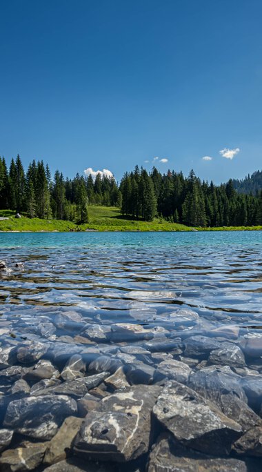 Klares Bergsee mit steinigen Ufern, umgeben von grünen Wiesen und dichten Tannenwäldern, unter einem blauen Himmel. | ©  Kleinwalsertal Tourismus eGen • Fotograf: Robert Niederwolfsgruber