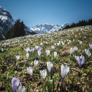 Bunte Krokusse blühen in einer Wiese vor schneebedeckten Bergen und einer klaren blauen Himmel im Frühling. | © Kleinwalsertal Tourismus eGen • Fotograf: Robert Niederwolfsgruber