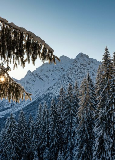 Winterlandschaft mit verschneiten Tannen, Berge im Hintergrund und die Sonne schimmert durch die Baumkronen. | © Kleinwalsertal Tourismus eGen • Fotograf: Robert Niederwolfsgruber