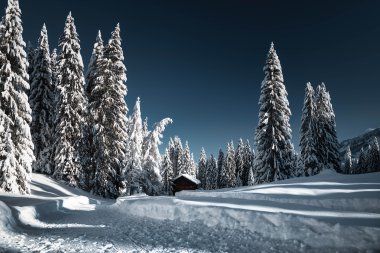 Winterliche Schneelandschaft mit verschneiten Tannen und einer kleinen Hütte im Hintergrund, unter klarem blauen Himmel. | © Kleinwalsertal Tourismus eGen • Fotograf: Robert Niederwolfsgruber