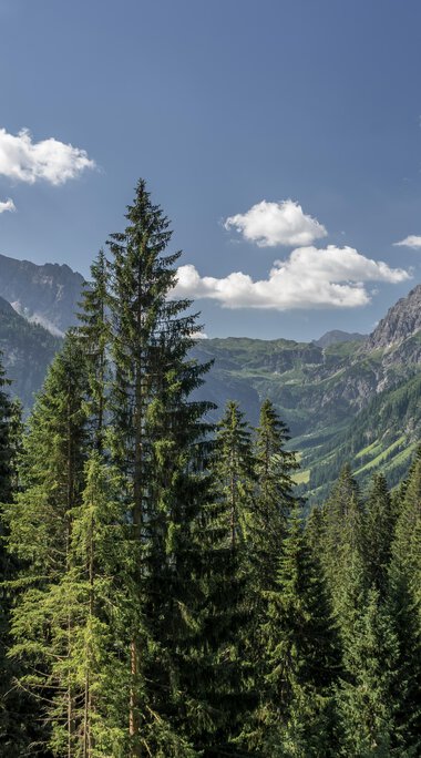 Berglandschaft mit hohen Gipfeln, grünen Wäldern und einem blauen Himmel mit Wolken, aufgenommen während eines Sommerausflugs. | © Kleinwalsertal Tourismus eGen • Fotograf: Steffen Berschin 