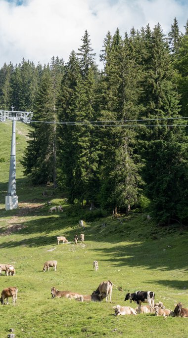 Sommerliche Bergwiese mit Kühen, im Hintergrund eine Seilbahn im Waldgebiet bei Oberstdorf, Deutschland. | © Oberstdorf · Kleinwalsertal Bergbahnen