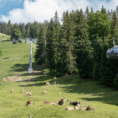 Sommerliche Bergwiese mit Kühen, im Hintergrund eine Seilbahn im Waldgebiet bei Oberstdorf, Deutschland. | © Oberstdorf · Kleinwalsertal Bergbahnen