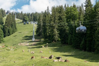 Sommerliche Bergwiese mit Kühen, im Hintergrund eine Seilbahn im Waldgebiet bei Oberstdorf, Deutschland. | © Oberstdorf · Kleinwalsertal Bergbahnen