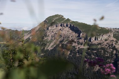 Berglandschaft mit schroffen Felsen, grün bewaldet, im Vordergrund blühende Pflanzen, bei Sonnenaufgang aufgenommen, Wandern am Walmendingerhorn oder Ifen.