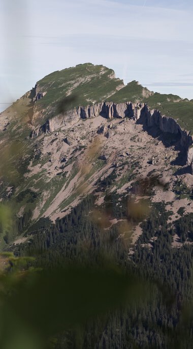 Berglandschaft mit schroffen Felsen, grün bewaldet, im Vordergrund blühende Pflanzen, bei Sonnenaufgang aufgenommen, Wandern am Walmendingerhorn oder Ifen.