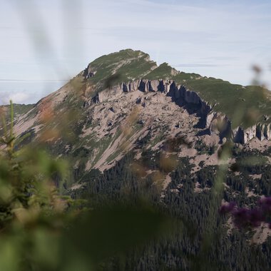 Berglandschaft mit schroffen Felsen, grün bewaldet, im Vordergrund blühende Pflanzen, bei Sonnenaufgang aufgenommen, Wandern am Walmendingerhorn oder Ifen. | © Kleinwalsertal Tourismus eGen • Fotograf: Oliver Farys