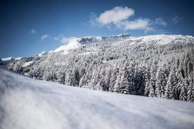 Berglandschaft im Winter mit verschneiten Bäumen und einer klaren blauen Himmel. Weite Schneefläche im Vordergrund. | © Kleinwalsertal Tourismus eGen • Fotograf: Dominik Berchtold