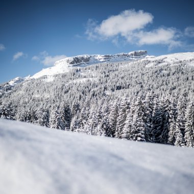 Berglandschaft im Winter mit verschneiten Bäumen und einer klaren blauen Himmel. Weite Schneefläche im Vordergrund. | © Kleinwalsertal Tourismus eGen • Fotograf: Dominik Berchtold