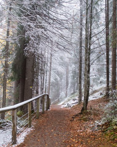 Wanderweg durch einen nebligen Winterwald mit Schnee bedeckten Bäumen und Blättern auf dem Boden.