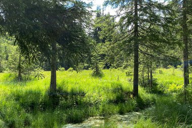 Grüner Wald mit hohen Tannen und einer kleinen Wasserfläche im Sonnenschein.