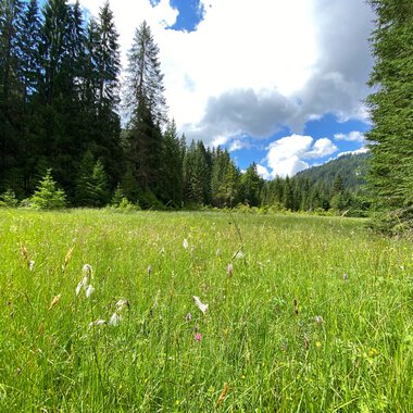 Grünes Wiesental mit wilden Blumen, umgeben von hohen Tannen im Hintergrund, bei sonnigem Himmel und einigen Wolken.