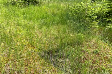 Green moorland with tall grass and small bushes, surrounded by a forest landscape in the background.
