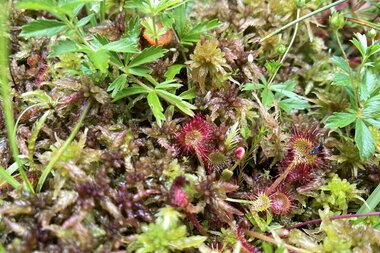 Close-up of moss and carnivorous plants in a green area, highly detailed and colorful.