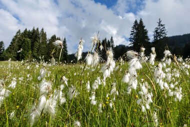 Meadow with white, fluffy flowers under a partly cloudy sky and pine trees in the background.