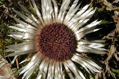 Silberdistel mit silbrig glänzenden Blättern und einer dunklen, körbchenartigen Blüte in der Mitte, umgeben von grünen Blättern.