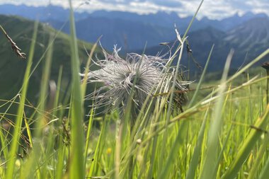 Wilde Alpenküchenschelle in einer grünen Wiese vor bergiger Landschaft und bewölktem Himmel.