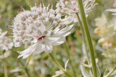 Nahaufnahme einer Alpen-Baldrian-Pflanze mit weißen Blüten und langen Staubfäden in einer natürlichen Umgebung.