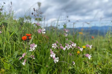 Wilde Blumen blühen in einer grünen Wiese unter einem bewölkten Himmel, im Hintergrund eine Berglandschaft.