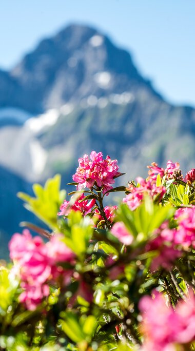 Bunte Alpenrosen vor einer Bergkulisse mit schneebedeckten Gipfeln im Hintergrund.
